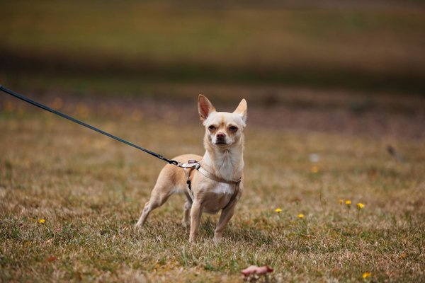 Erfolgsgeheimnisse für Unternehmen in Deutschland im Jahr 2024: Die entscheidenden Faktoren